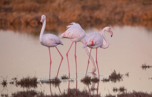 Thirsty Flamingos