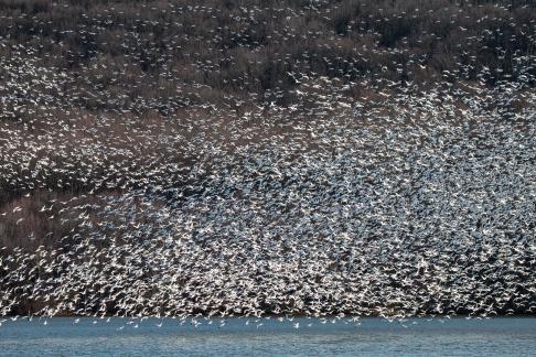 Snow Geese Crowd 8795