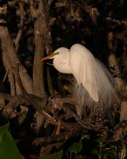 Sunset Great Egret 1312