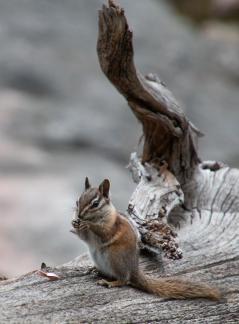 Buffalo Pass Chipmunk