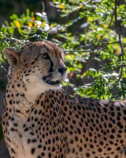 Cheetah Gaze 519