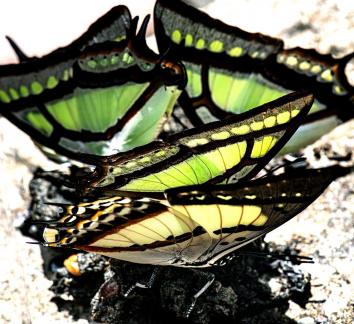 Butterfly aggregation