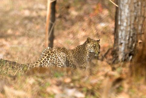 Camouflaged Leopard