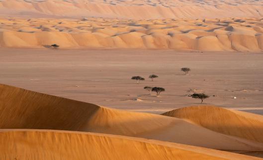 Among the Dunes