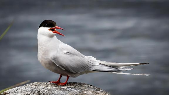 Arctic Terns Portrait