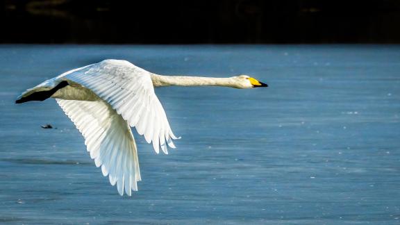 Swan Flyby 03a