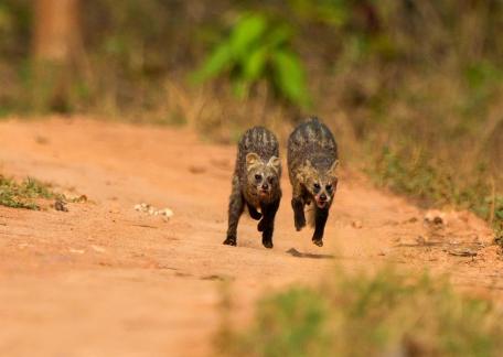 Racing Palm Civets