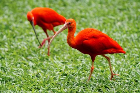 American crested ibis