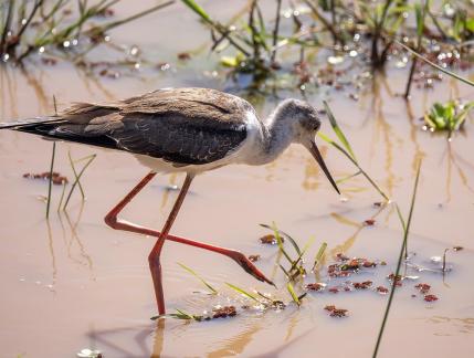 Black Winged Stilt