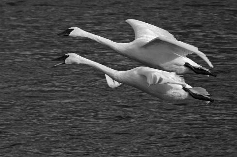 2 Swans over the Mississippi