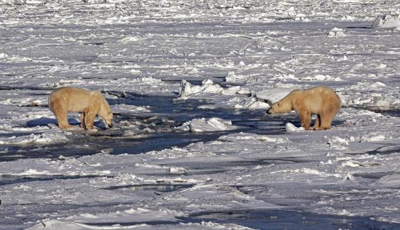 Polar Bear Face Off