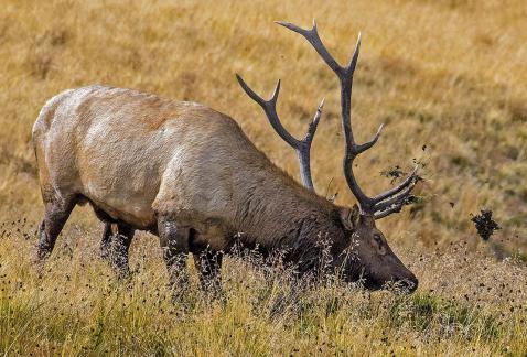 Bull Throwing Roots