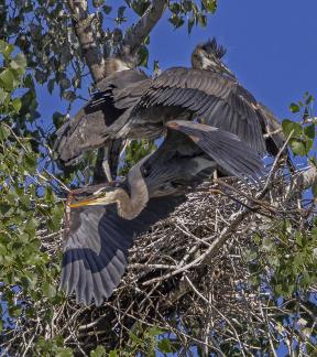 Leaving the Nest