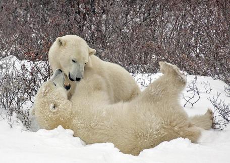 Mother and Cub Play Fight