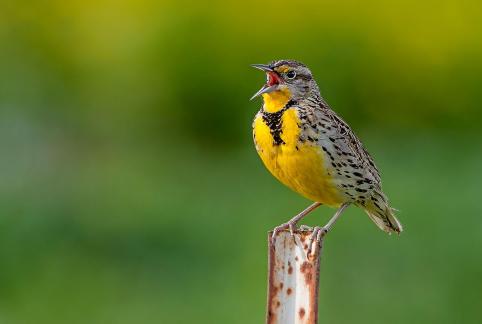 Male Meadowlark Singing