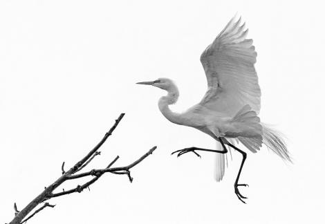 Landing Great Egret