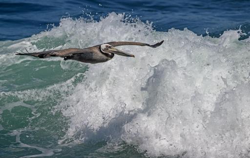 Brown Pelican over Ocean Wave