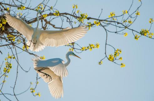 Great Egret Altercation