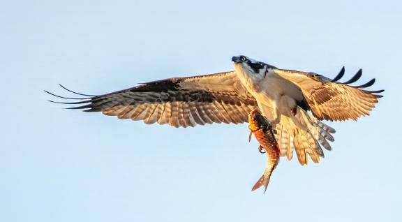 Osprey and Fish