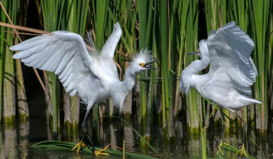 Snowy Egret Altercation