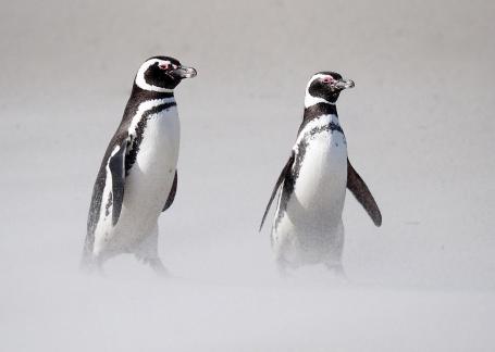 Magellenic penguins in sandstorm