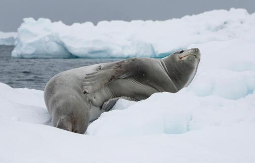 Weddell Seal on ice