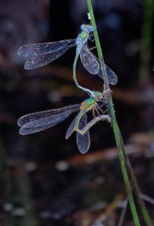 Emerald damselflies coupling