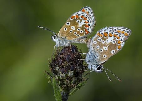 Mating Common Blues