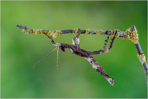 Stick Insect