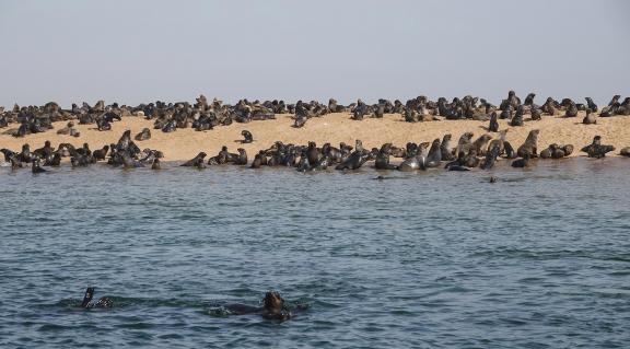 Cape seals_5