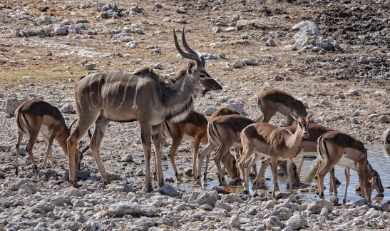 Kudu