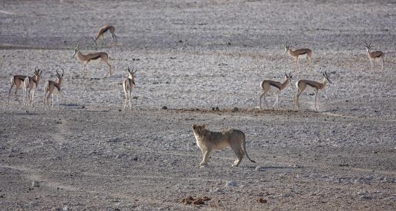 Lion and springboks_2