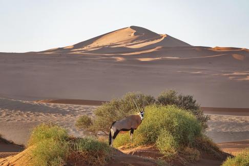 Oryx and dunes_3