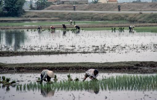 Women in paddy