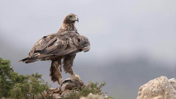 Real en sierra Espuna v2