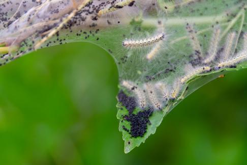 Tent caterpillars 2