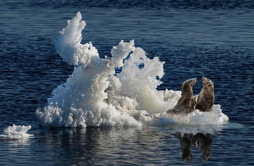 Arctic seals 1