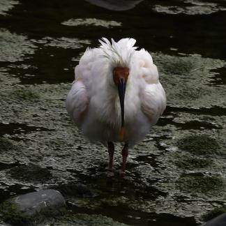 Crested ibis 4