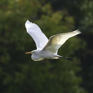 Intermediate Egret