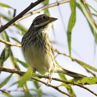 Little Bunting