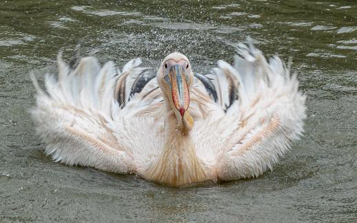 Pelicans spread their wings A