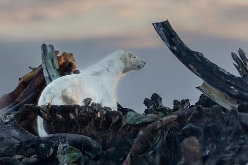 Polar Bear Canvasing Whale Bone