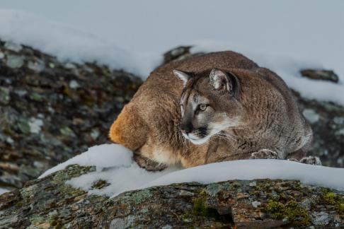 Mountain Lion Seeking Prey 107