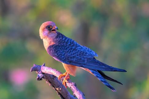 Red falcon looking back