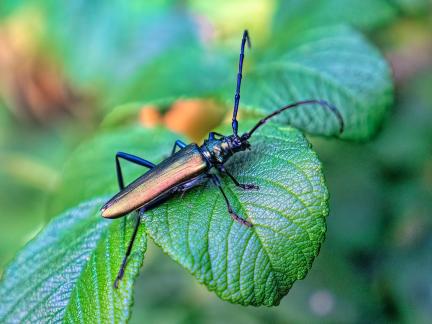 Musk beetle