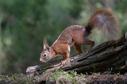 Ecureuil en chasse