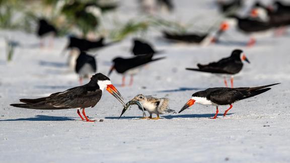 Skimmers Feeding Their Chick