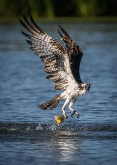 Osprey Bringing Home Fish 23