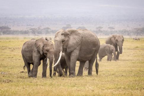 Herd of Elephants 8