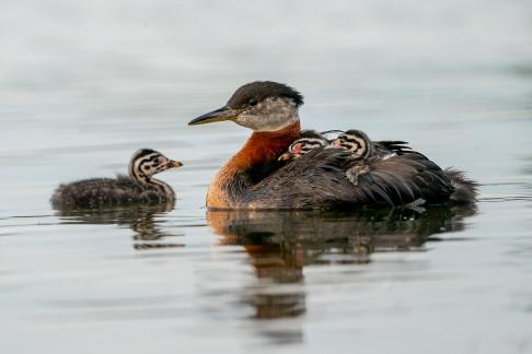 Red-necked grebe Baby 16